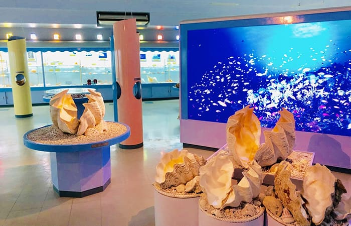 宮古島 海宝館 貝のミュージアム