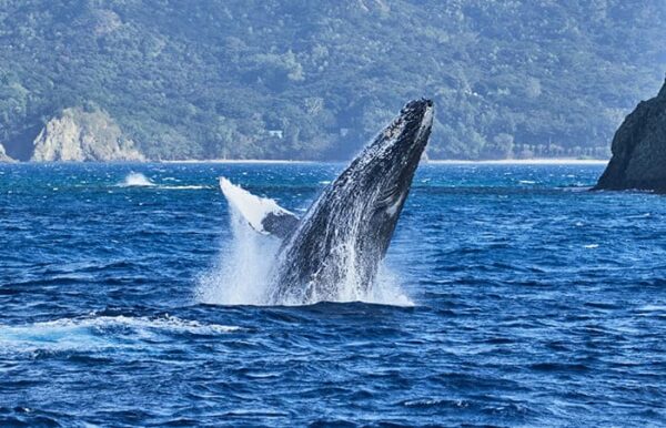 ホエールウォッチング ザトウクジラ