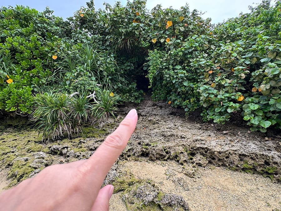 宮古島 ピキャズ 穴場 秘境 パワースポット 行き方 道案内 獣道 森の中