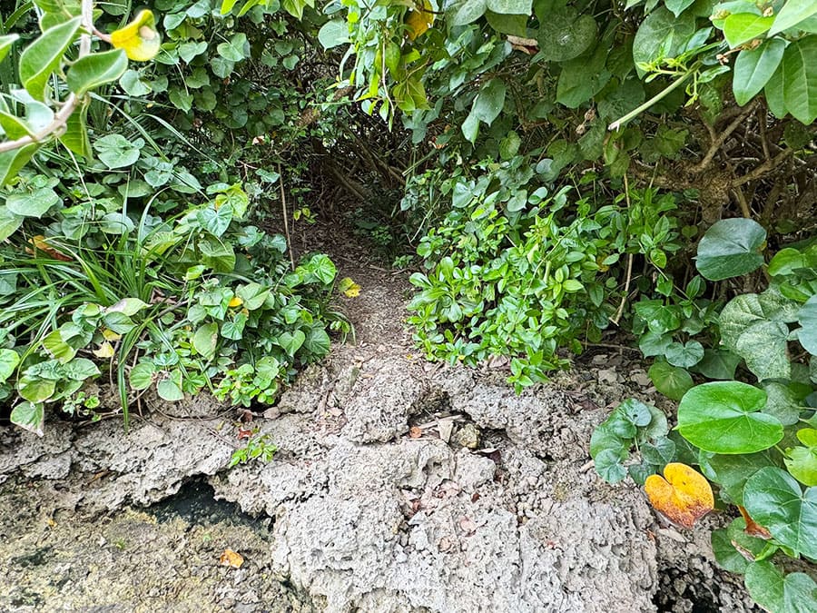 宮古島 ピキャズ 穴場 秘境 パワースポット 行き方 道案内 獣道 道なき道